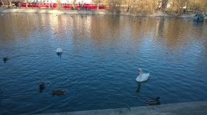 Когда-то и в Луганске были лебеди в парке